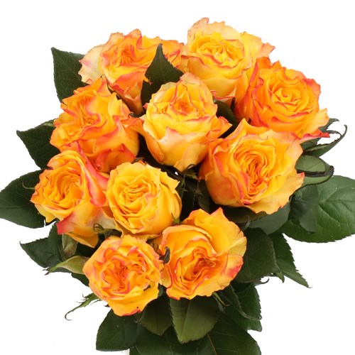 ROSE EASY FASHION