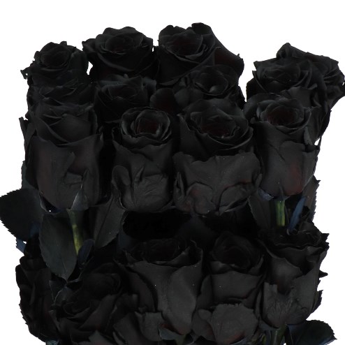 ROSE ECUADORIAN DYED BLACK