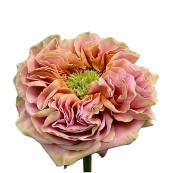 ROSE EL PATRON