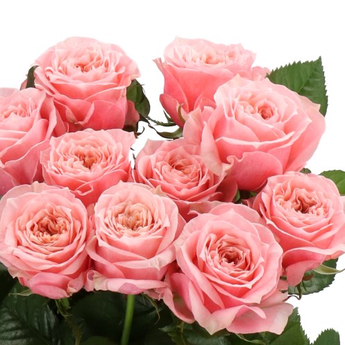ROSE ELENA