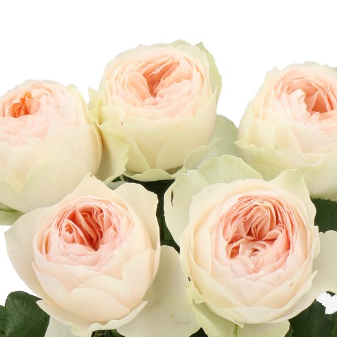 ROSE EMMA WOODHOUSE