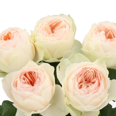 ROSE EMMA WOODHOUSE