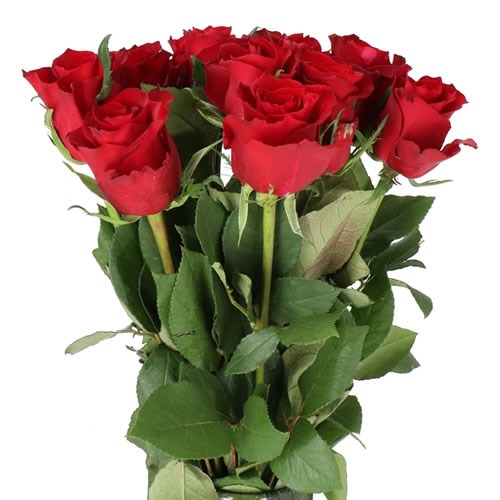 ROSE EVER RED