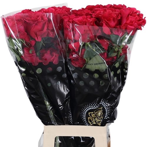 ROSE EXOTIC BERRY (ECUADOR LARGE HEADS)