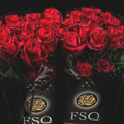 ROSE EXPLORER (ECUADOR LARGE HEADS)