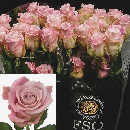 ROSE FAITH (ECUADOR LARGE HEADS)