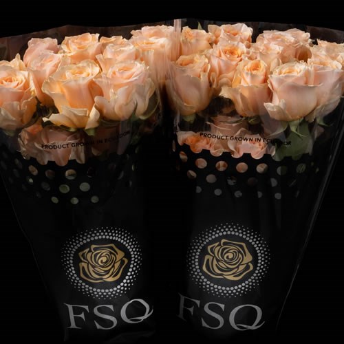 ROSE FELICITY (ECUADORIAN LARGE HEADS)