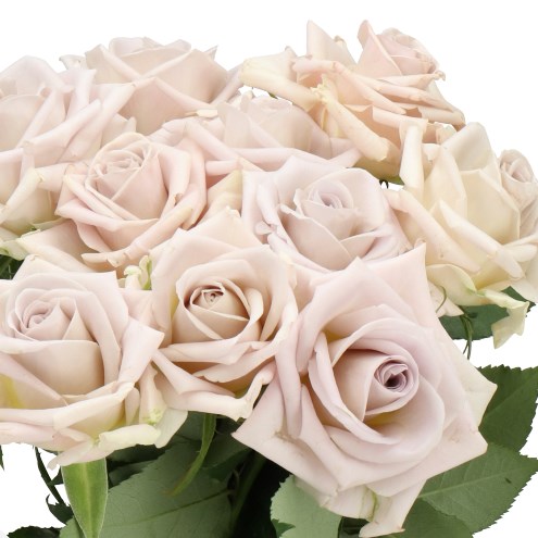 ROSE FINE SILVER