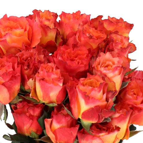 ROSE FREE SPIRIT (ECUADOR LARGE HEADS)