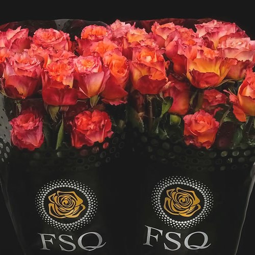 ROSE FREE SPIRIT (ECUADOR LARGE HEADS)