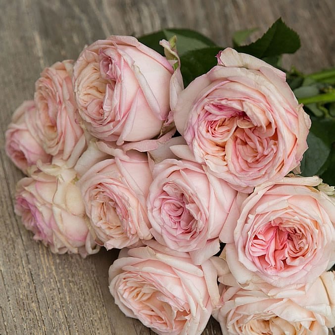 ROSE GARDEN ANGIE ROMANTICA