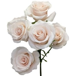 ROSE GARDEN CHAMPAGNE MAJOLICA (SPRAY)