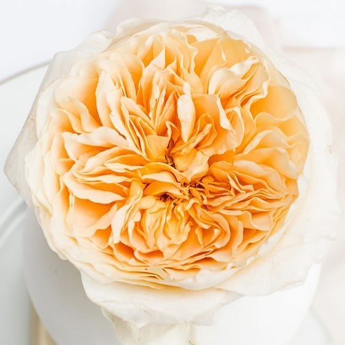ROSE GARDEN EFFIE (DAVID AUSTIN)