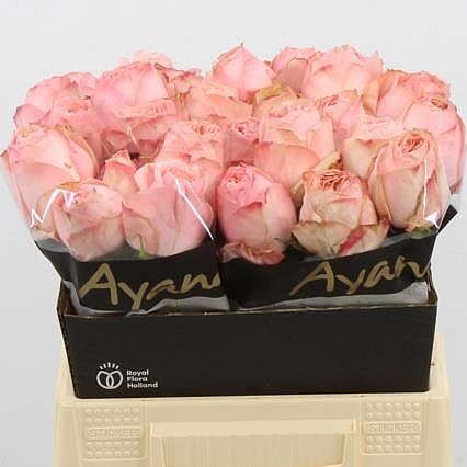 ROSE GARDEN FASHION