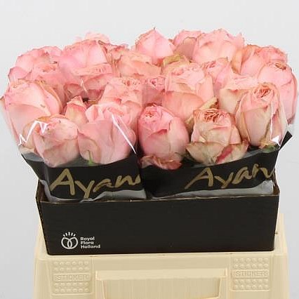 ROSE GARDEN FASHION (SMALL HEADS)