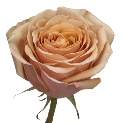 ROSE GARDEN GOLDEN MUSTARD