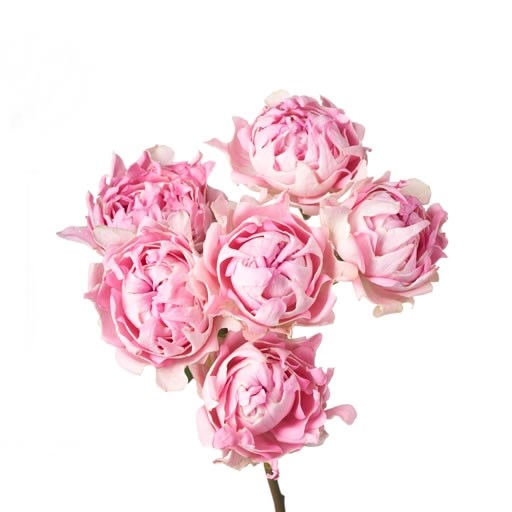 ROSE GARDEN HASHTAGS TRIUMPH (SPRAY)