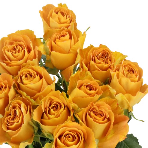 ROSE GARDEN HEART OF GOLD