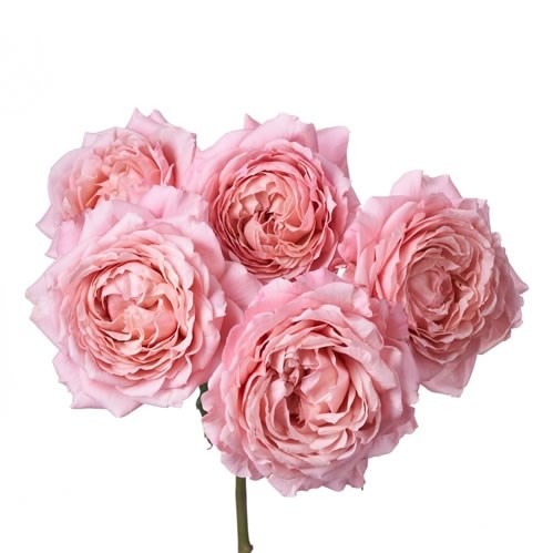 ROSE GARDEN JULIETA (SPRAY)