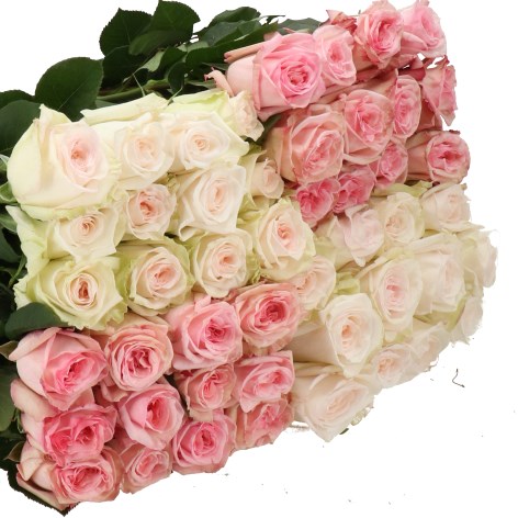 ROSE GARDEN PINK/WHITE O'HARA MIX