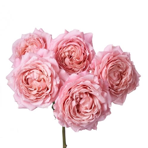 ROSE GARDEN SPRAY JULIETTA