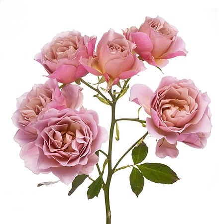 ROSE GARDEN WABARA IOLI (SPRAY)