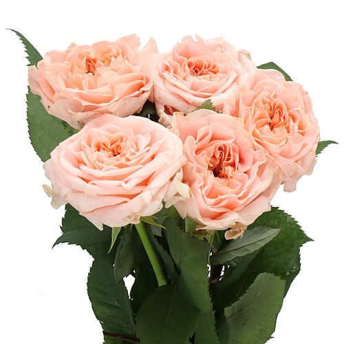 ROSE GREEN ISLAND MALEICA