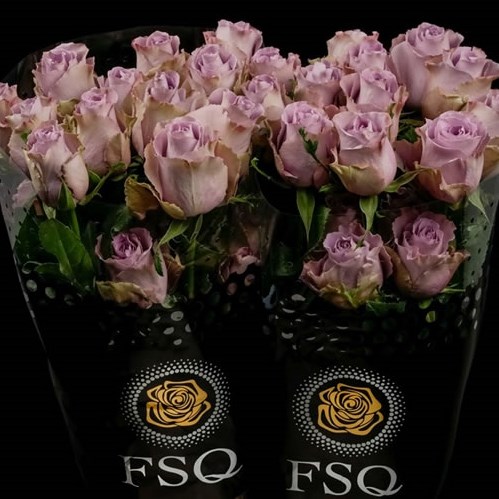 ROSE GREY KNIGHT (ECUADOR LARGE HEADS)