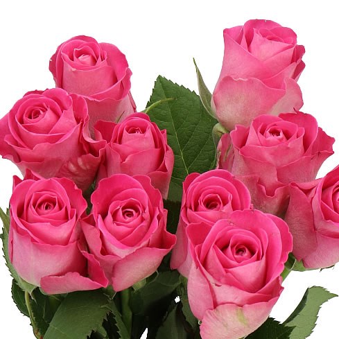 ROSE H3O