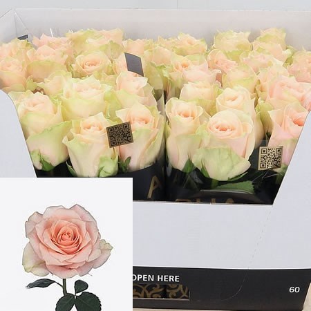 ROSE HARMONY IN PEACH