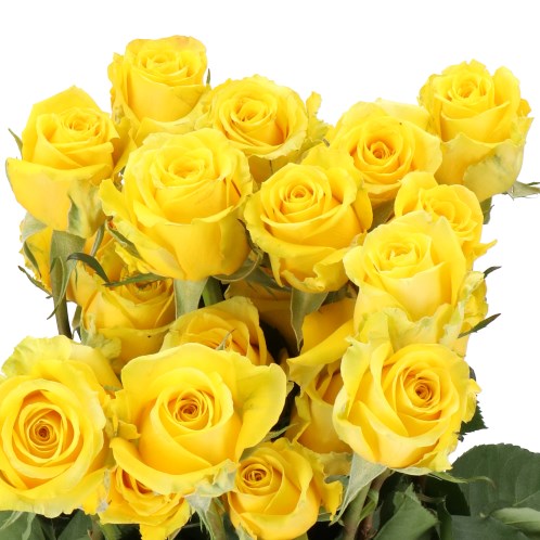 ROSE HIGH & EXOTIC (ECUADOR LARGE HEADS)