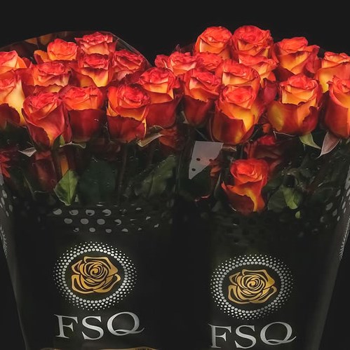 ROSE HIGH & MAGIC (ECUADOR LARGE HEADS)