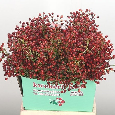 ROSE HIPS AUTUMN SPIRIT