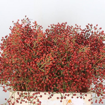 ROSE HIPS AUTUMN SPIRIT
