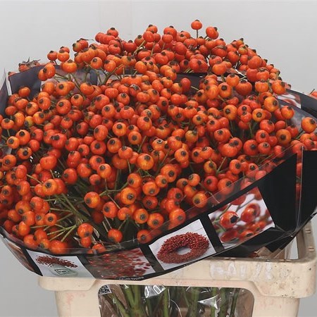 ROSE HIPS HIPHOP SUNSET
