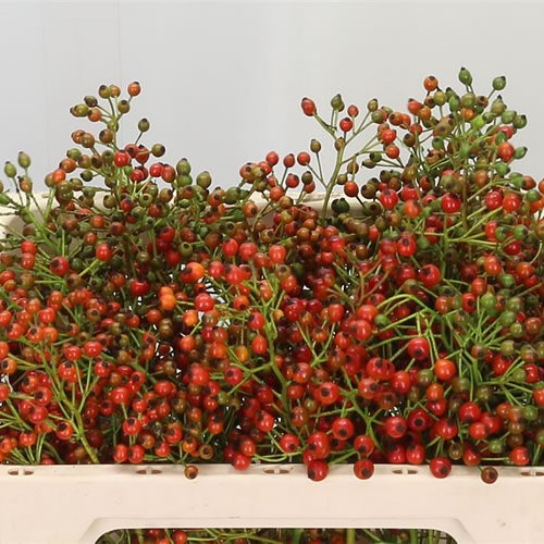 ROSE HIPS PRINSBERRY FIRE