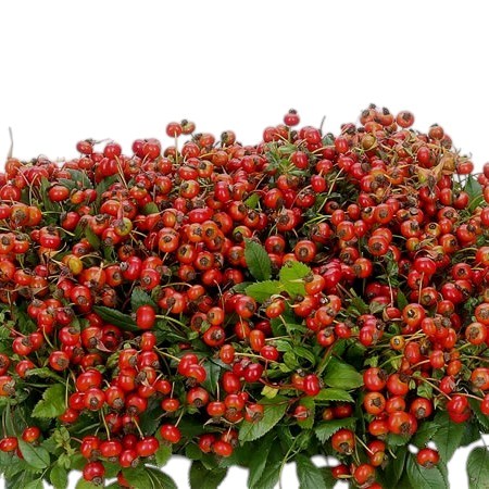 ROSE HIPS RED HOOIJDONK