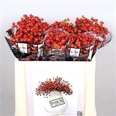 ROSE HIPS SENSATIONAL FANTASY