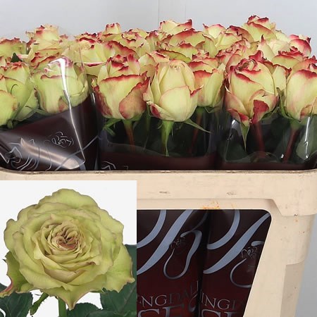 ROSE HYPNOSE