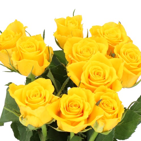 ROSE JACKPOT