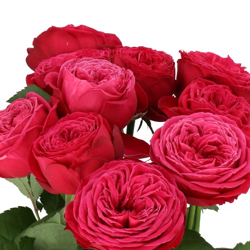 ROSE JUST MORE