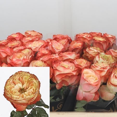 ROSE KARMA-BB (SMALL HEADS)