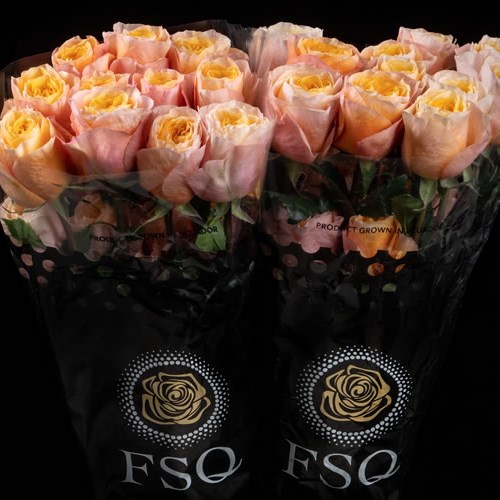 ROSE KINGS CROSS (ECUADOR LARGE HEADS)