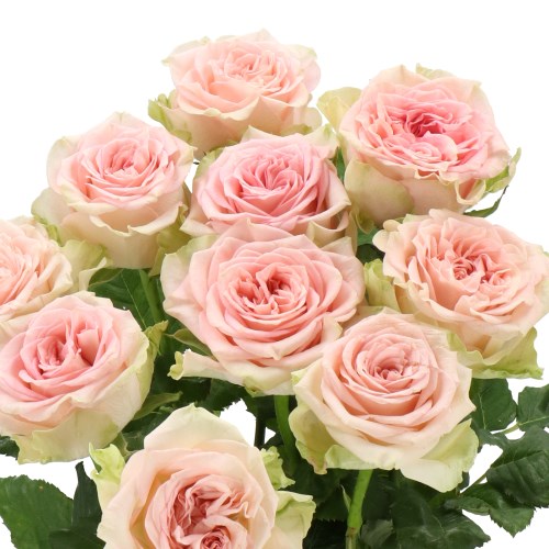 ROSE LADY JANE