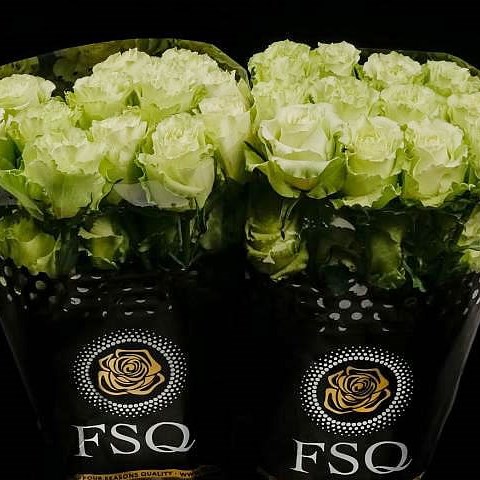 ROSE LEMONADE (ECUADOR LARGE HEADS)