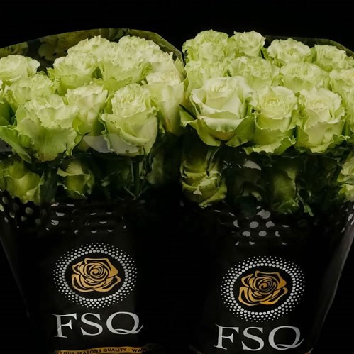 ROSE LEMONADE (ECUADOR LARGE HEADS)