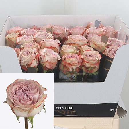 ROSE LILAC WONDER