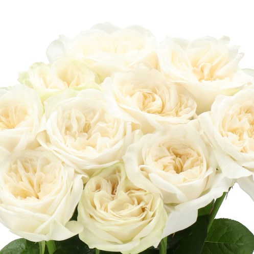 ROSE LINCOLN PARK WHITE