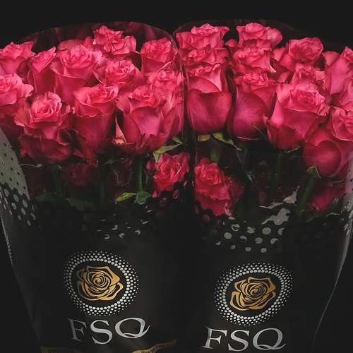 ROSE LOLA (ECUADOR LARGE HEADS)