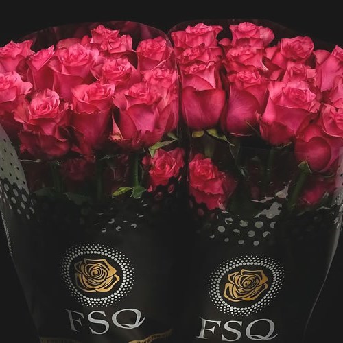 ROSE LOLA (ECUADOR LARGE HEADS)